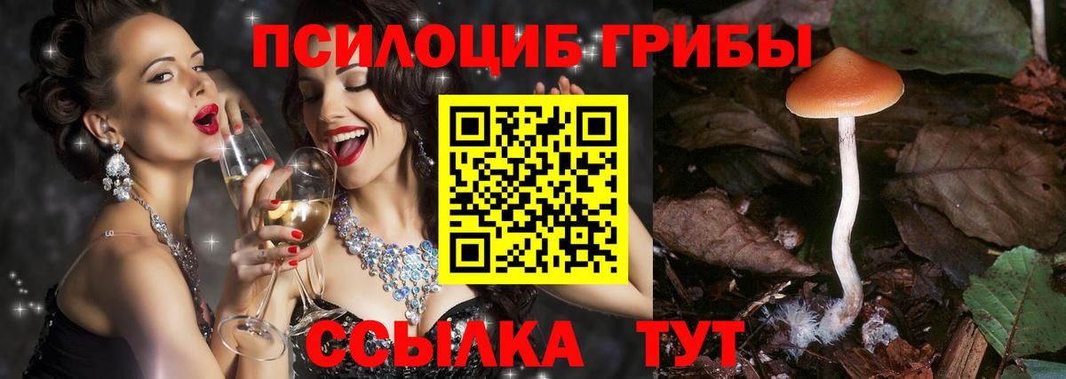 Галлюциногенные грибы Psilocybine cubensis Новошахтинск
